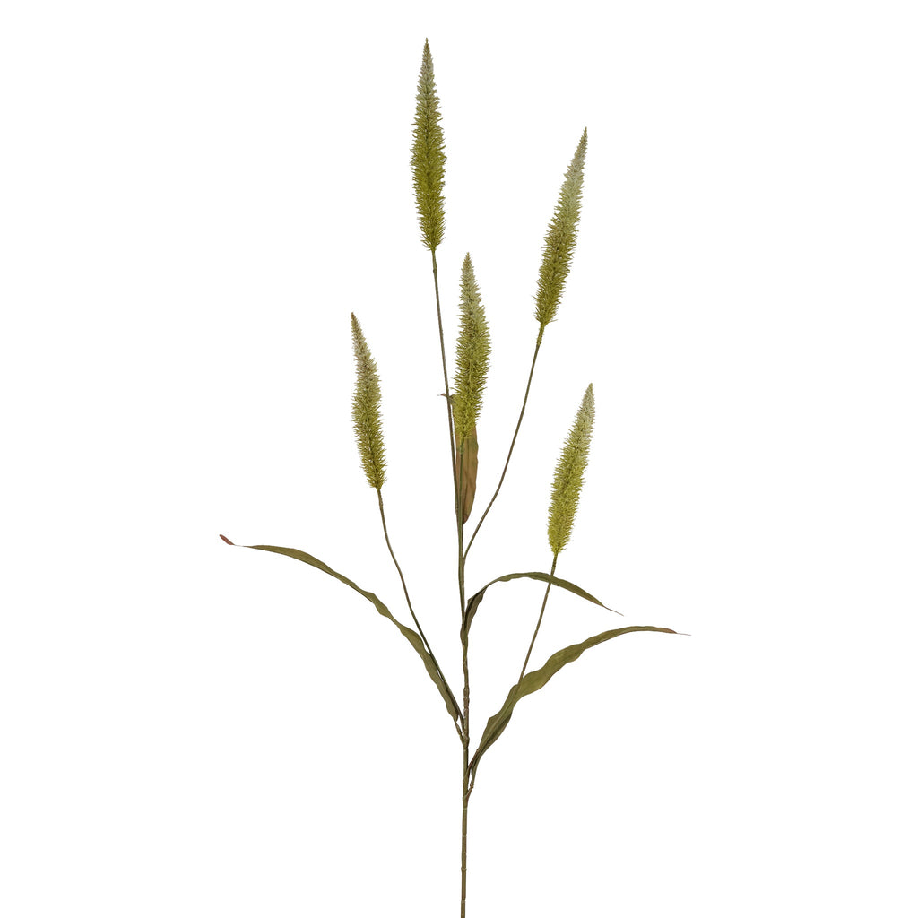 -Pennisetum Spray-Bloomr