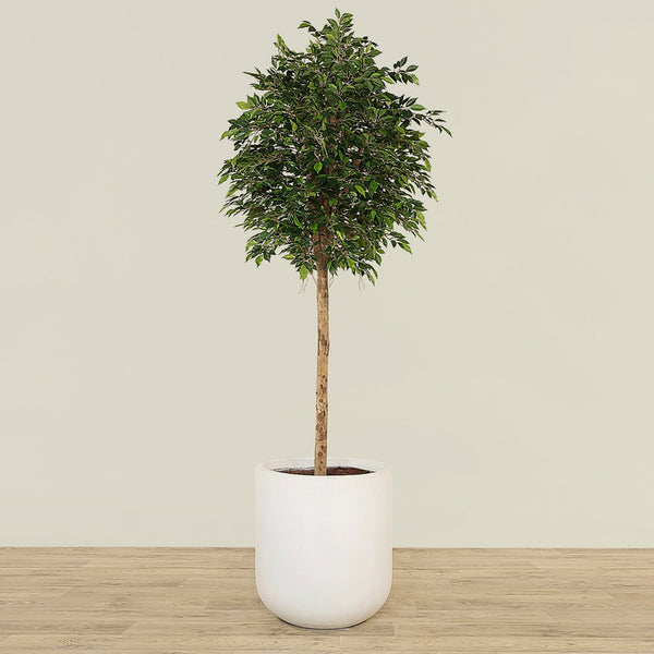 Artificial Mini Ficus Tree 240cm