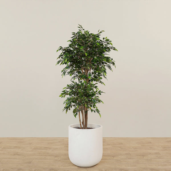 Artificial Mini Ficus Tree 180cm