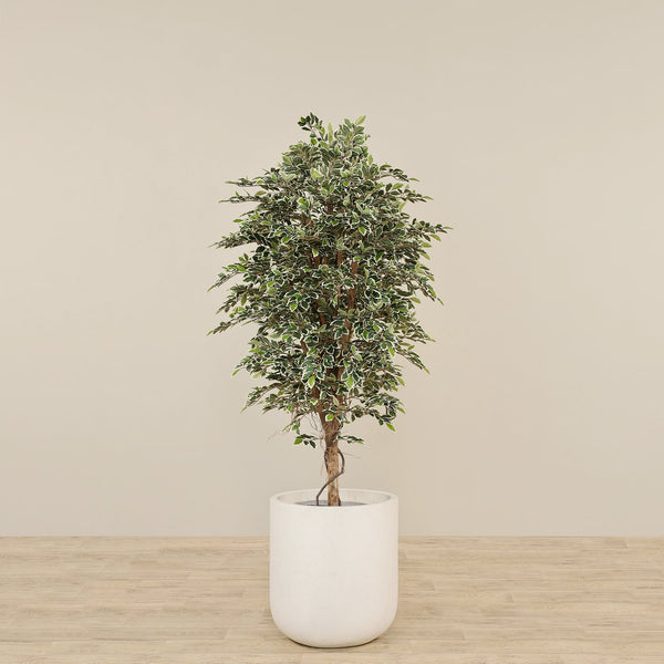 Artificial Mini Ficus Tree 180cm