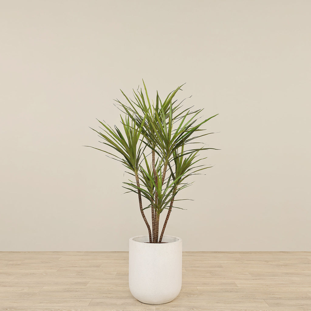 Artificial Draecena Tree 130cm