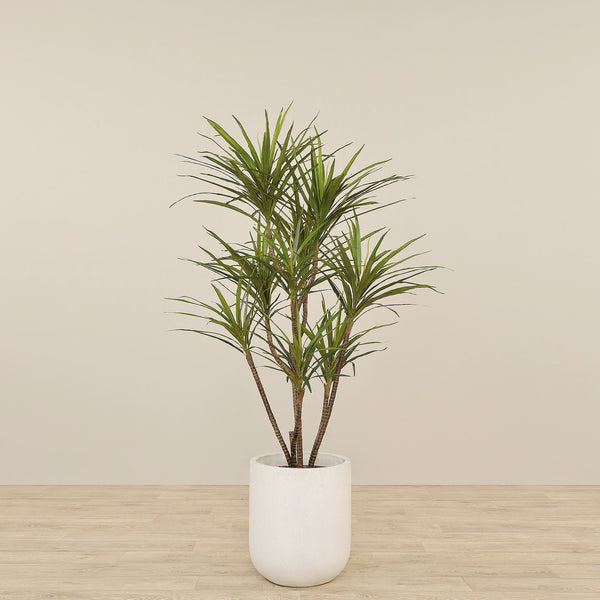 Artificial Draecena Tree 150cm