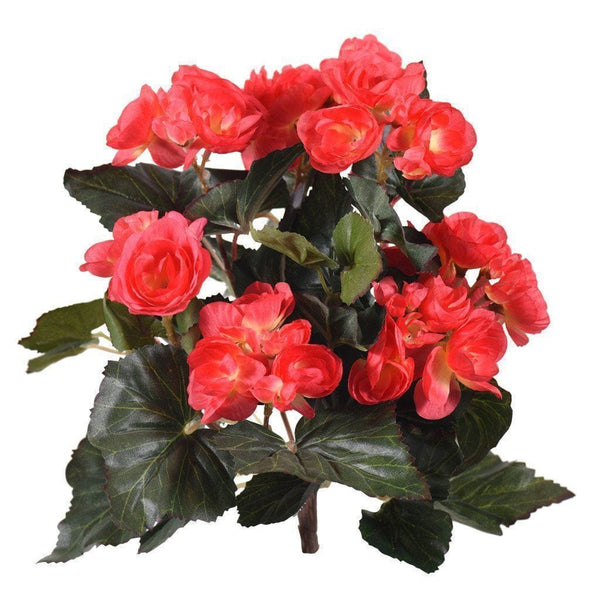 Begonia - Bloomr