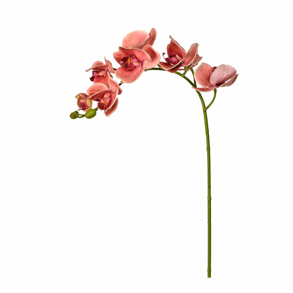 Orchid Stem - Bloomr