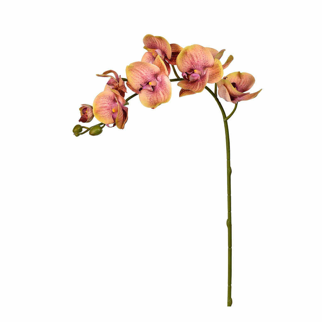 Orchid Stem - Bloomr