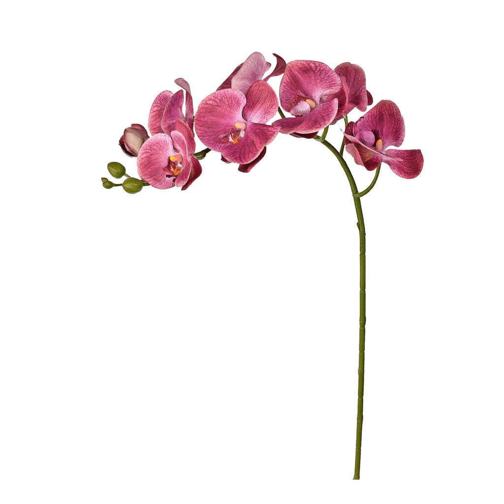 Orchid Stem - Bloomr