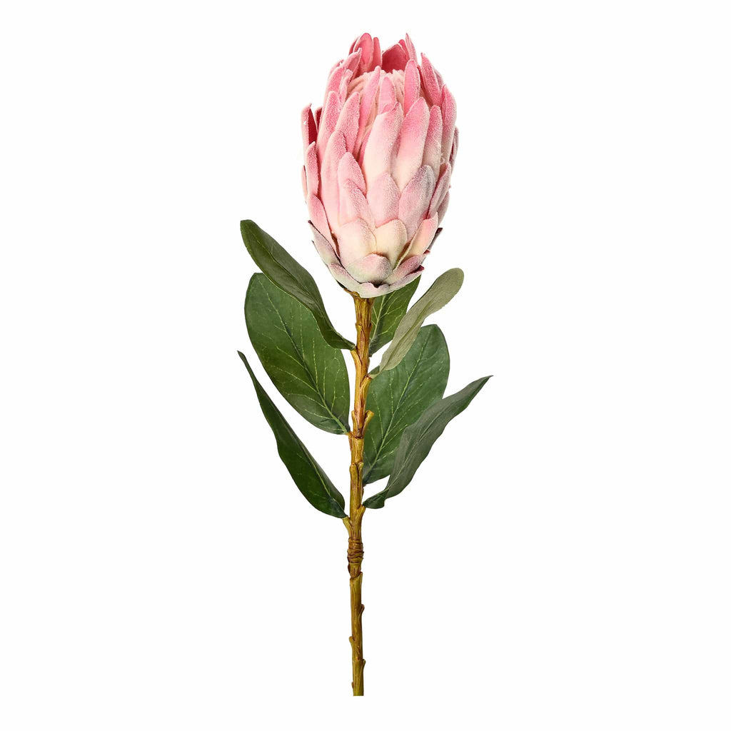 Protea - Bloomr