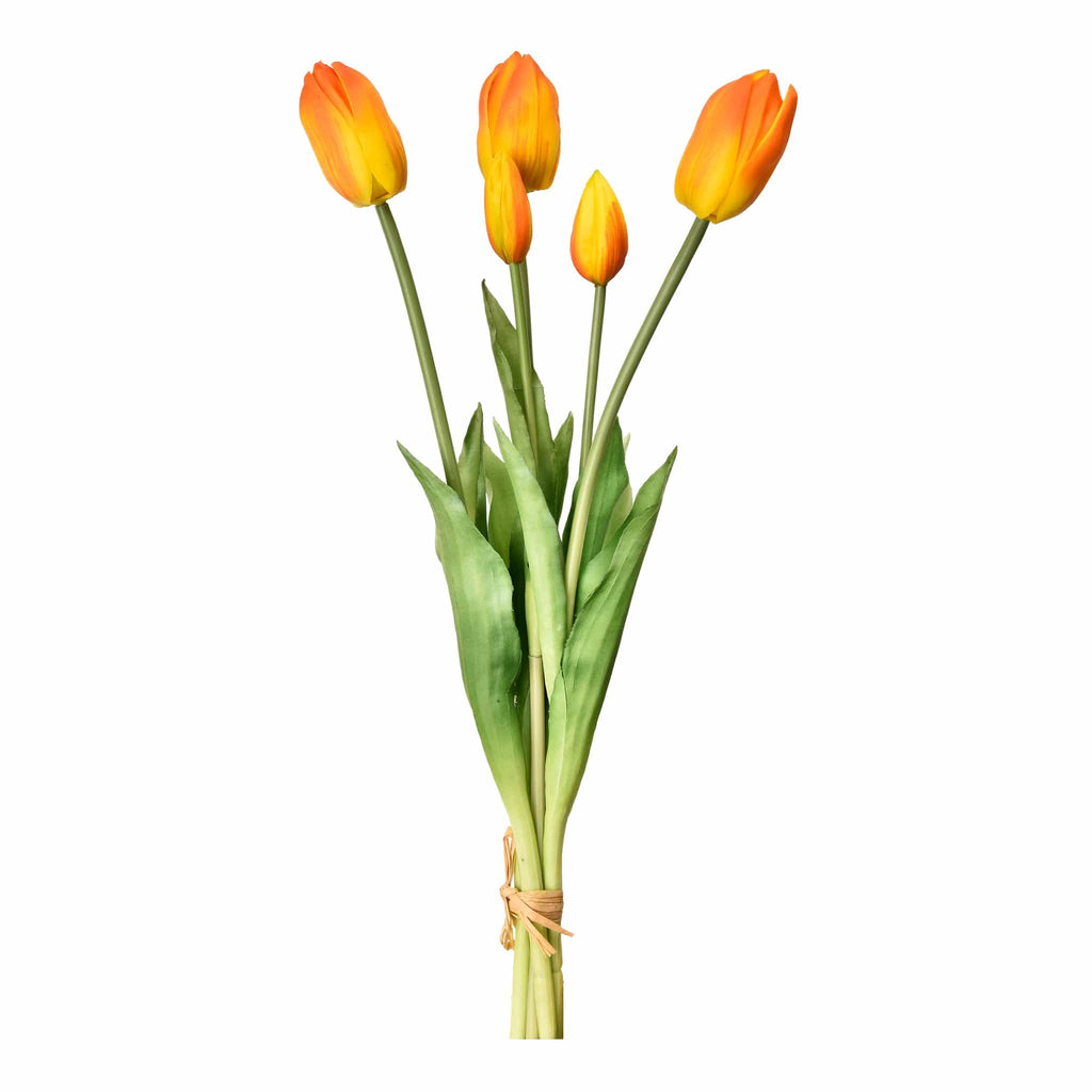 Tulip - Bloomr