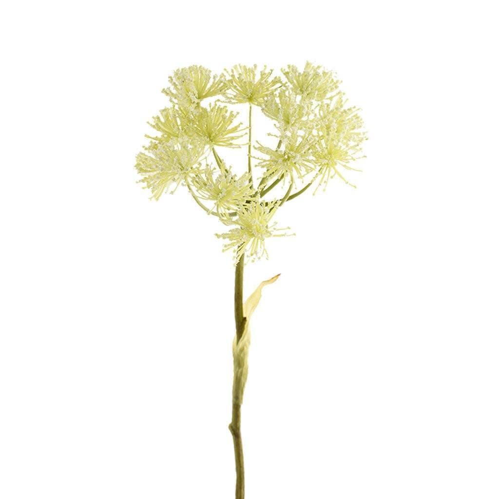 Heracleum - Bloomr