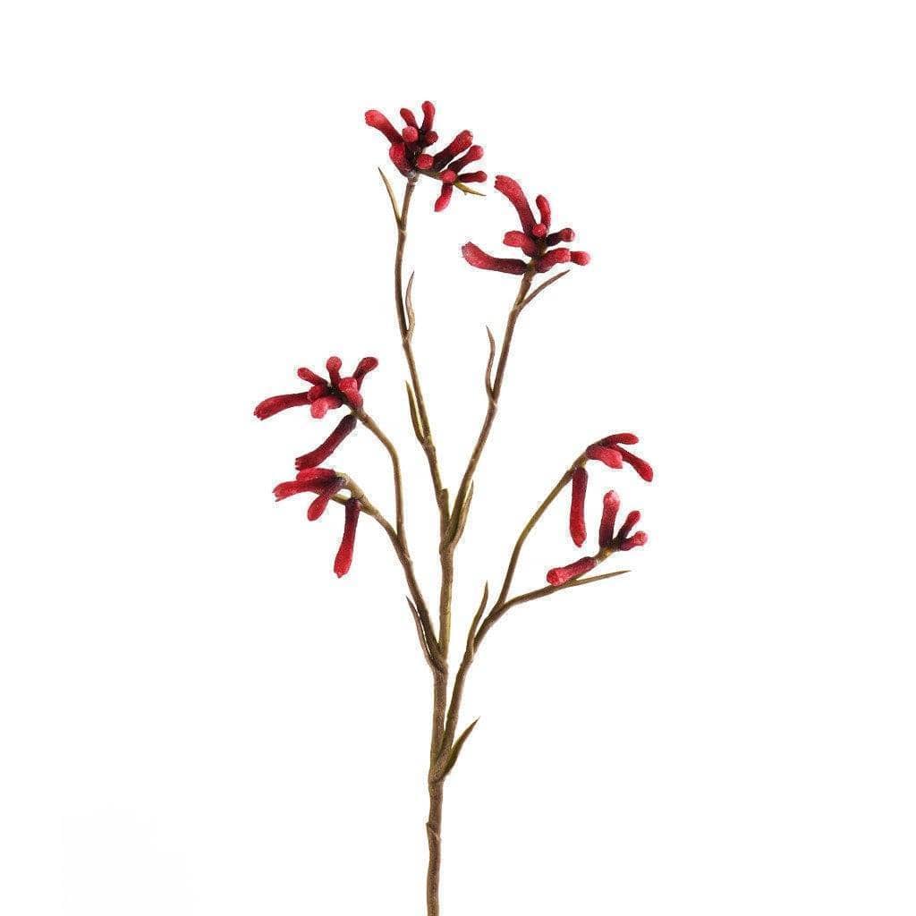 Kangaroo Paw - Bloomr