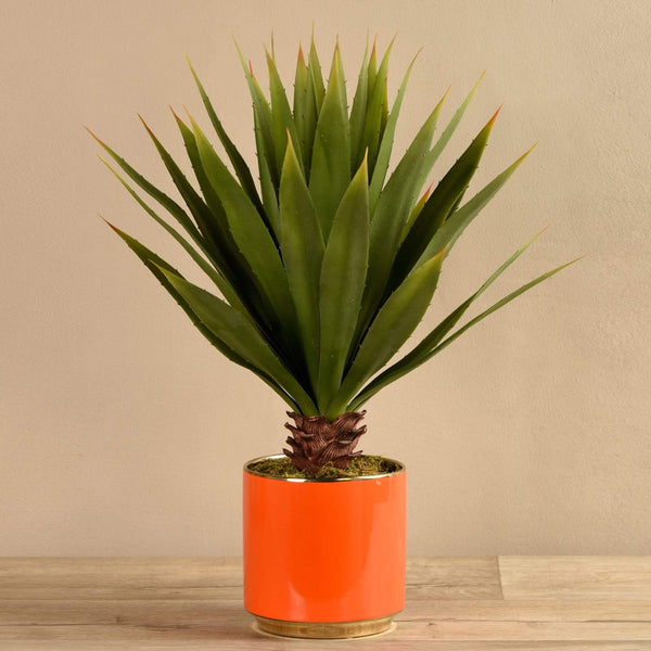 Potted Agave - Bloomr