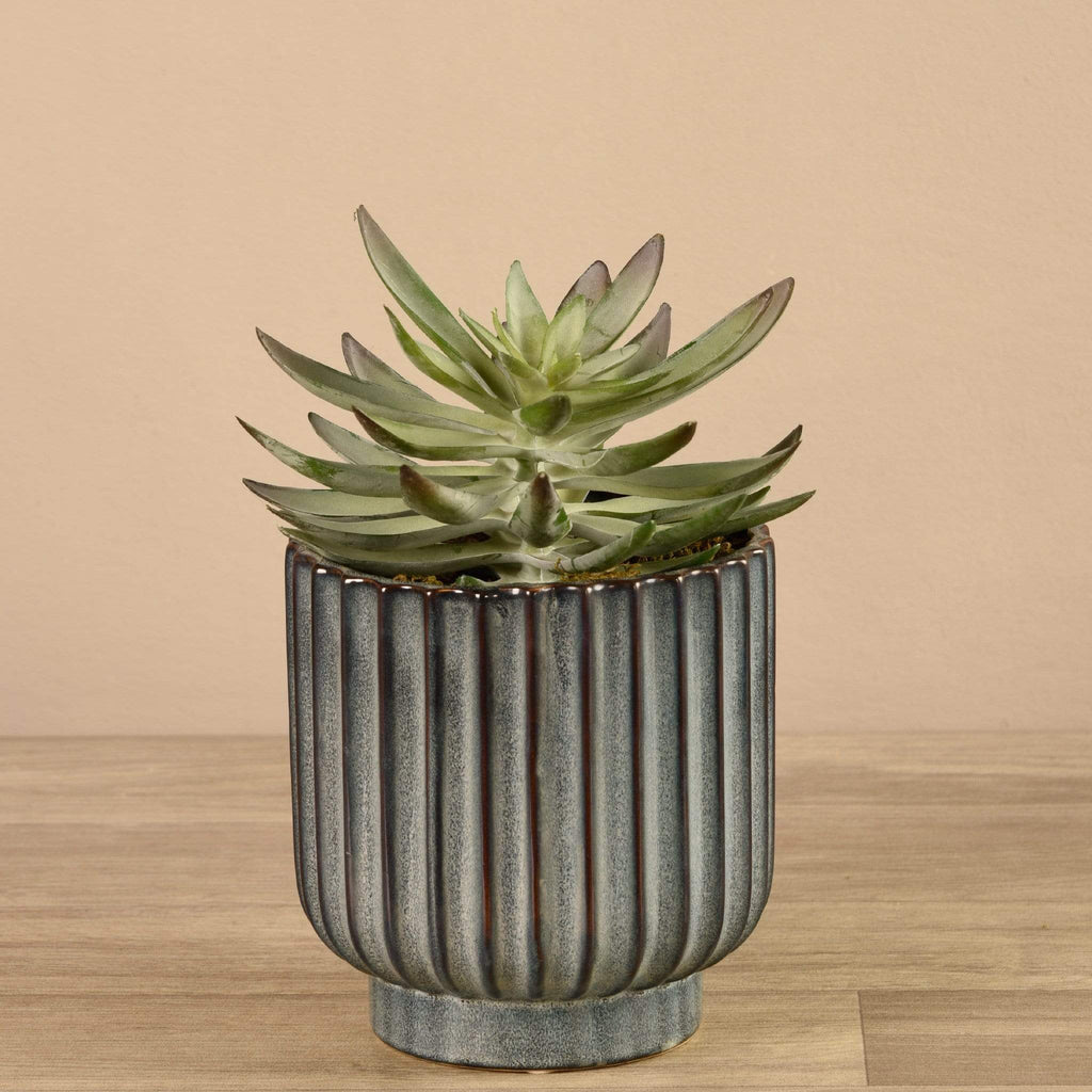 Potted Succulent - Bloomr