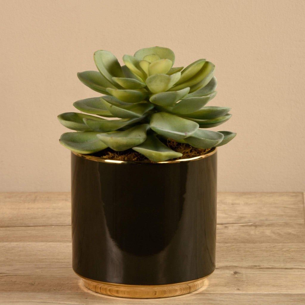 Artificial Potted Succulent - Bloomr