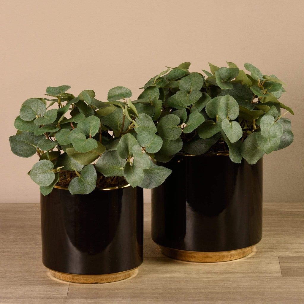 Artificial Eucalyptus in Black Pot - Bloomr