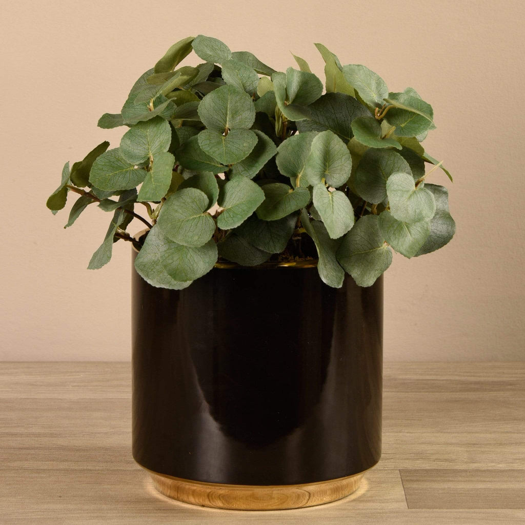 Artificial Eucalyptus in Black Pot - Bloomr