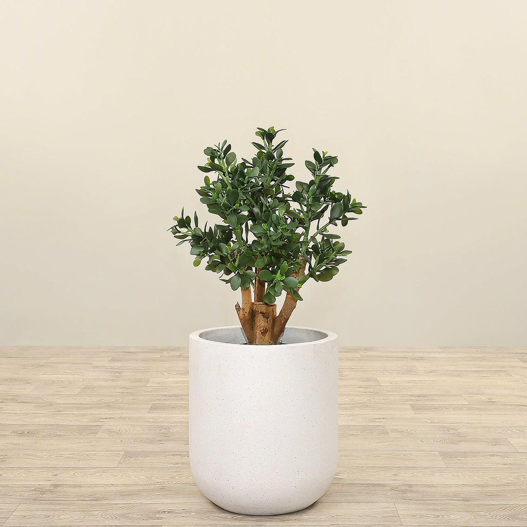 Artificial Jada Plant<br> 70cm - Bloomr